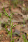 Moroccan toadflax